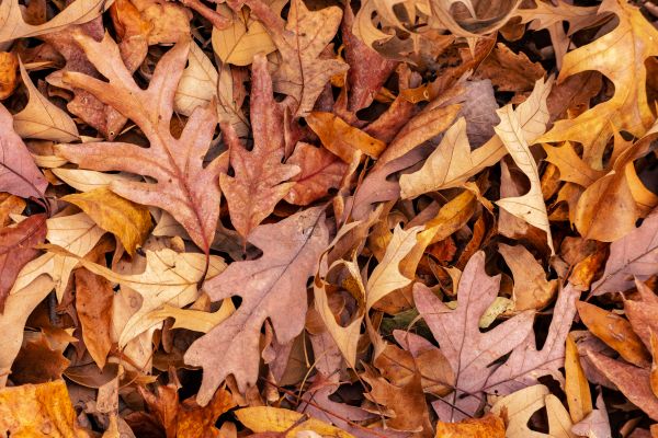 Grow your Leaf Removal business